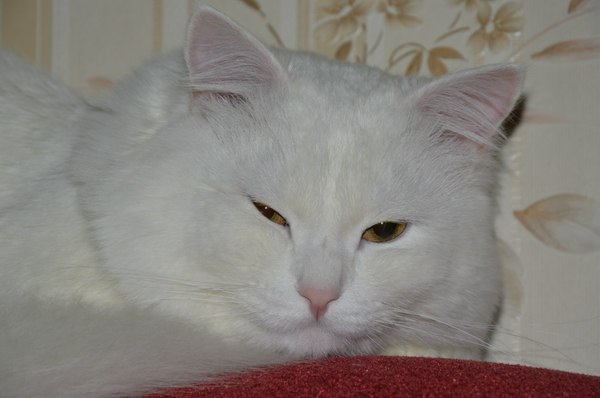Vanka - Bbw, Muzzle, cat, White, , Homemade, The photo, Fullness