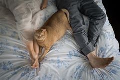 The fat cat overshadowed the bride in wedding photos. - cat, Pets, Animals, Longpost