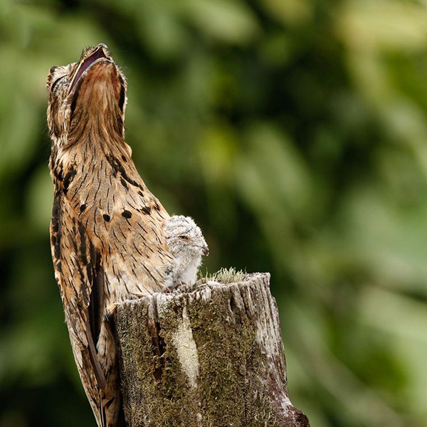 Incredible gigantic nightjar - Longpost, Birds, Animals, Nature, Biology, Zoology, Informative, Giant Goat, Video