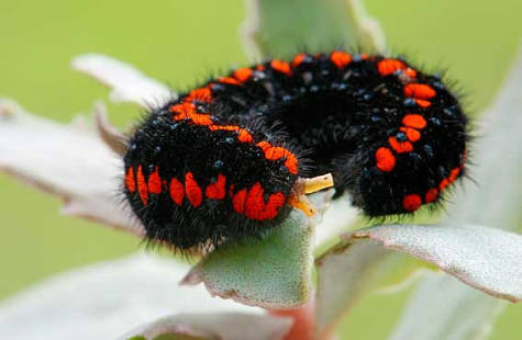 A few colorful caterpillars in a ribbon - Nature, beauty of nature, Caterpillar, , Longpost