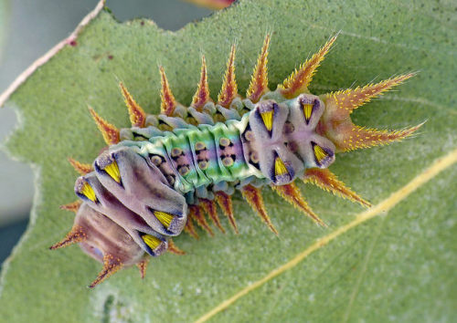 A few colorful caterpillars in a ribbon - Nature, beauty of nature, Caterpillar, , Longpost