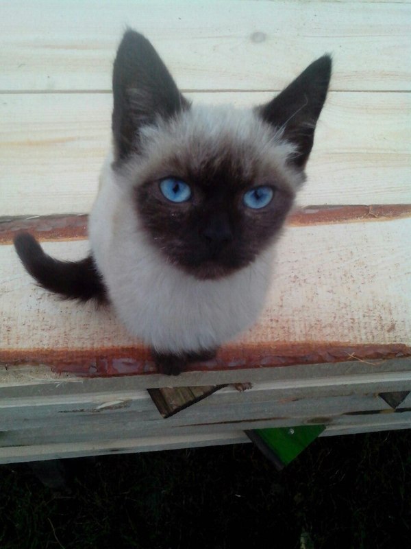 Kitten Meow Woof - Meow, cat, The street, The photo, Benches