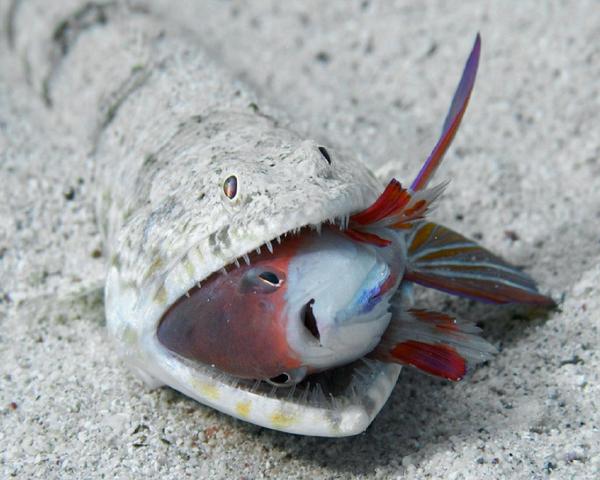 ������ ���