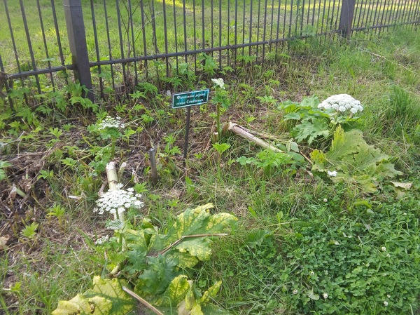 Фамильный борщевичок - Моё, Борщевик, Борщевик сосновского, Генеалогическое древо, Казус, Череповец