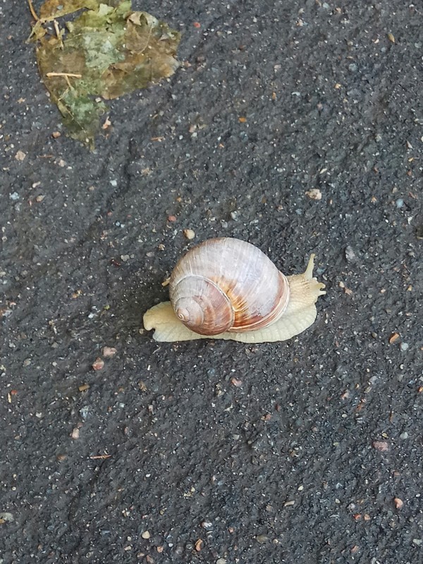 unusual snail - My, Snail, The photo, Unusual, The size, Nature, Longpost
