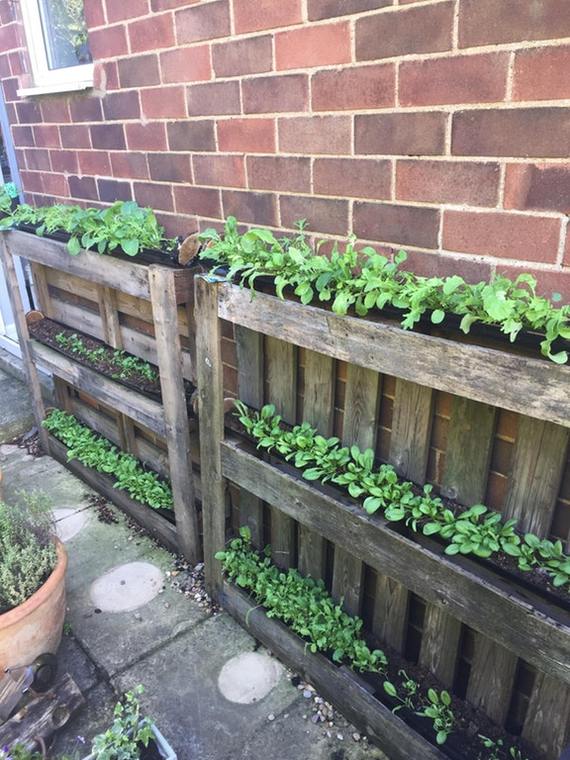 Not a bad idea for growing lettuce. - Pallets, Gardening, Idea