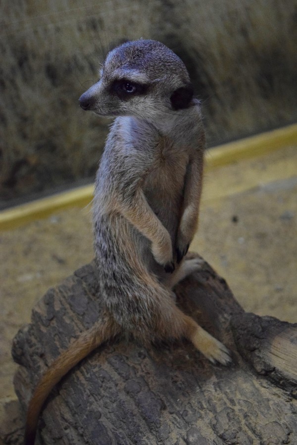 about cute animals - My, Milota, Meerkat, Zoo, Longpost, Awkward moment