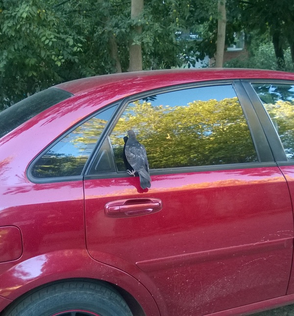 Pigeon car thief - Pigeon, Auto, My