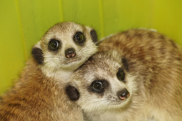 Meerkats - My, Animals, Meerkat