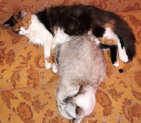 Cats rest - My, cat, Cats and kittens, Catomafia, Milota