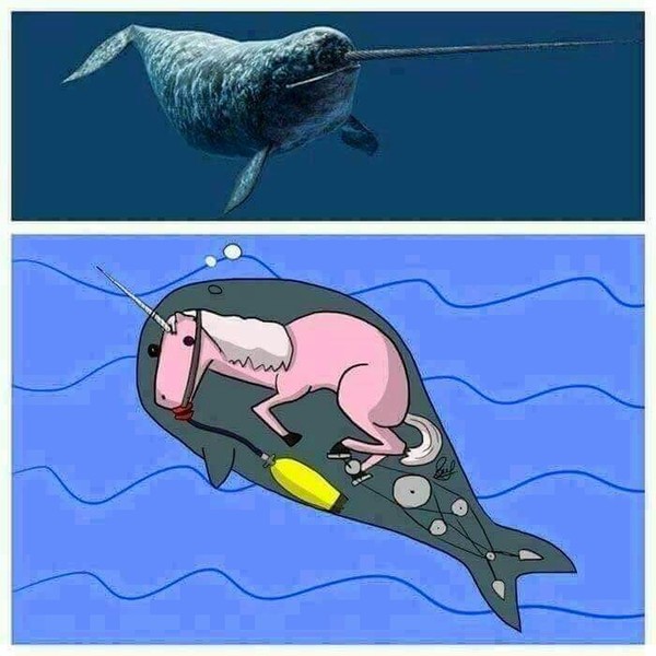 Mystery of the unicorn - , Unicorn, Humor, From the network, Narwhals