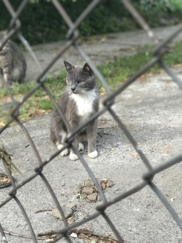 Mature wolf - cat, My, Lattice