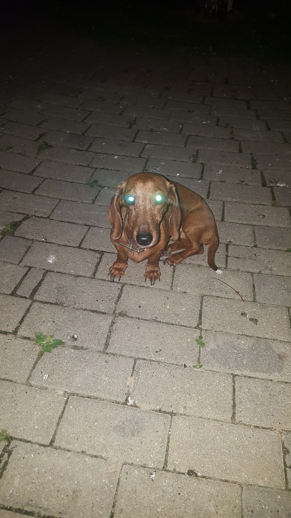 Found a lost dog in the park. - Dog, Dachshund, A loss, Longpost, Help, Foundling, Mytischi