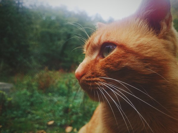 Кот по кличке "Фрискис", обожаю этого рыжика. (дом в лесу у знакомых)