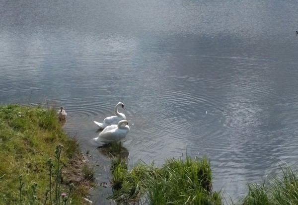 Swans - My, Swans, ugly duck, Brood, Birds, Nature, The nature of Russia, Longpost