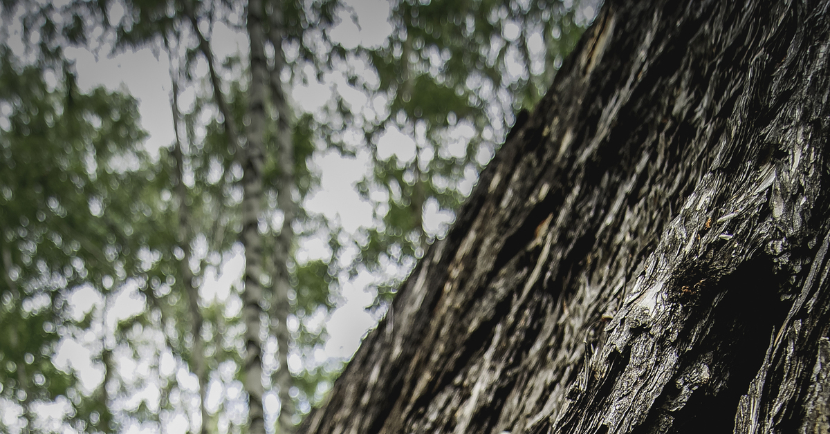 Музей "Тальцы". Иркутск. | Пикабу