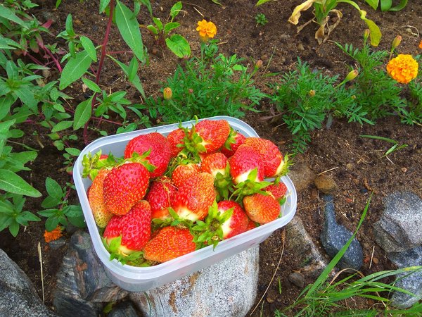 Summer in the Arctic - My, Strawberry, Harvest, Strawberry (plant)