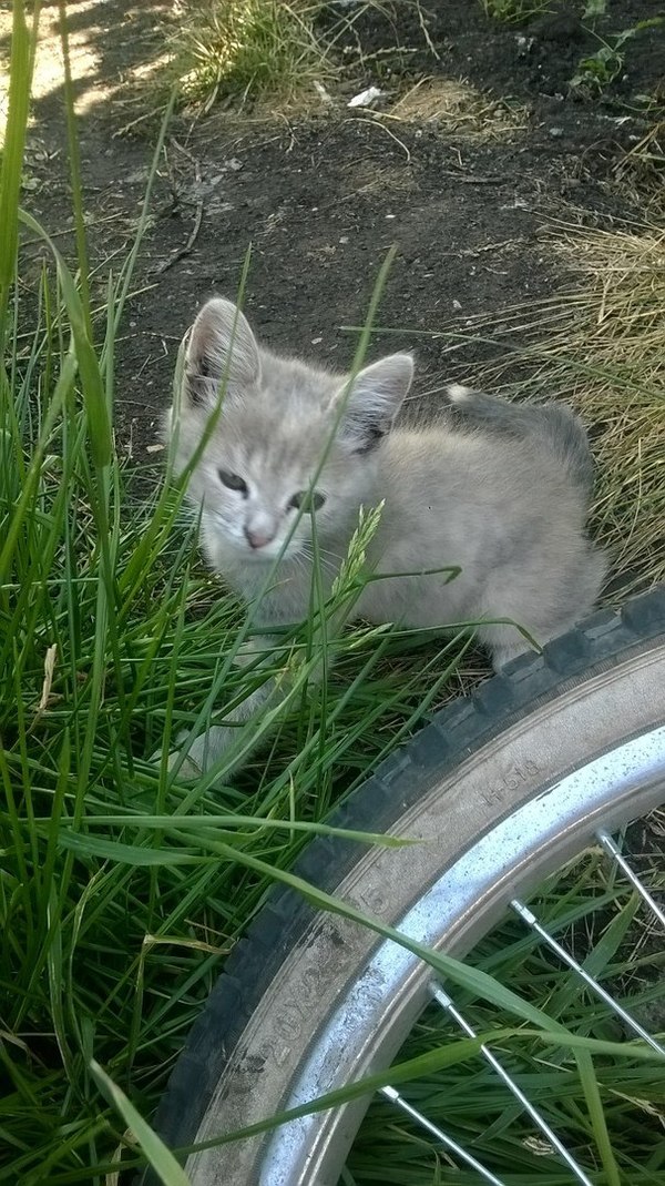 Kumertau (Meleuz) Kitty is looking for a home! - My, cat, Pets, Friend, Kumertau, Meleuz, Longpost