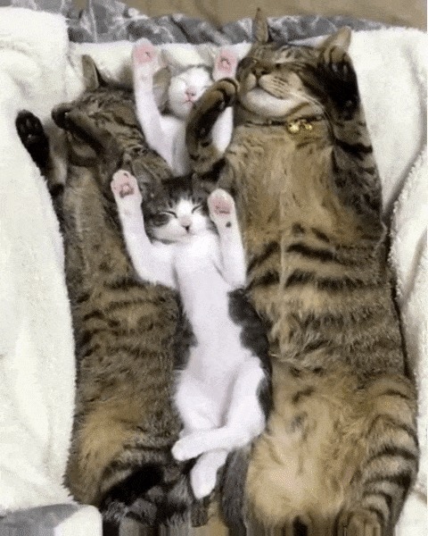   !  !