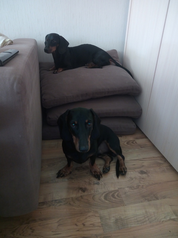 Chelyabinsk - Dachshund found! - The dog is missing, My, Dog, Chelyabinsk, Found a dog