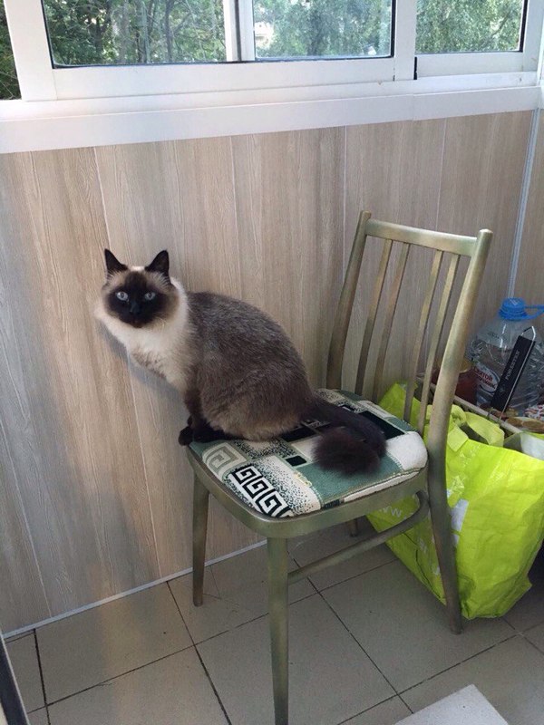 Lost cat! Moscow, please help. - cat, Lost cat, Moscow, Prospekt Vernadskogo, Help me find