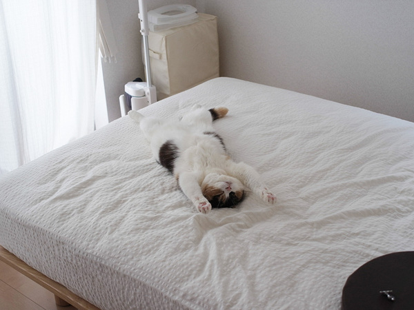 Peaceful sleep - cat, Dream, , Longpost