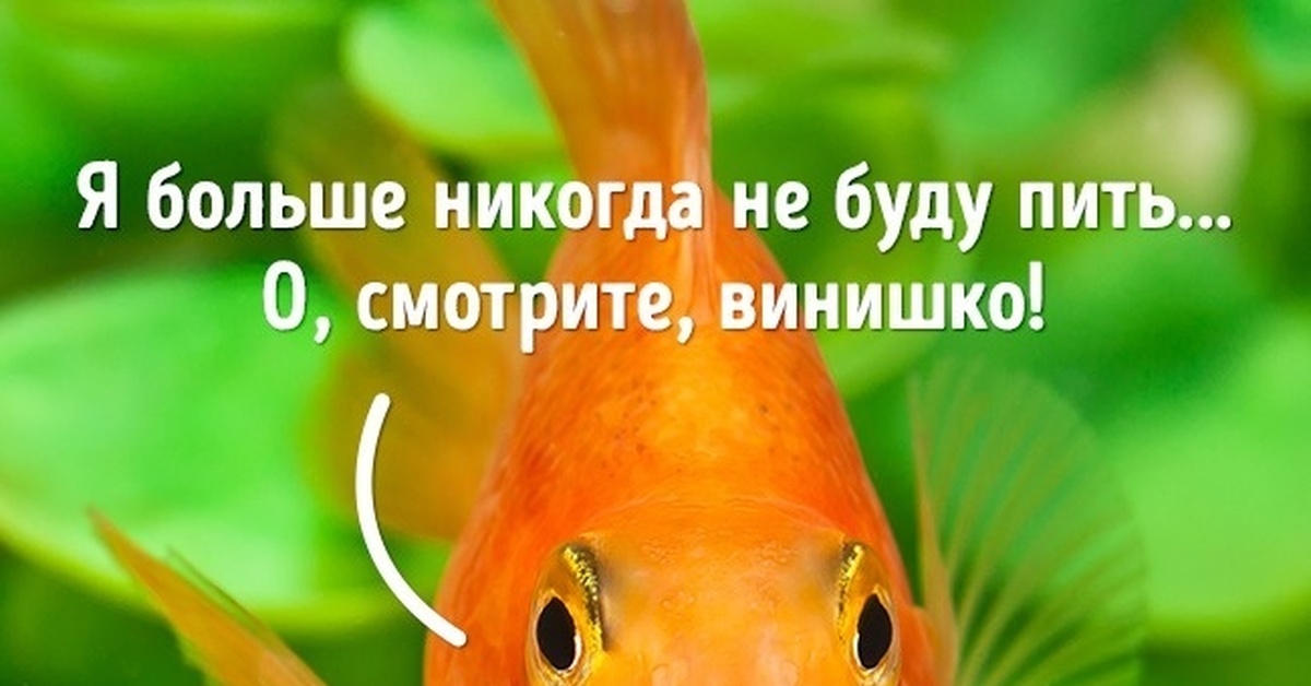 Память как у рыбки впр 4. Память рыбки. Рыба с короткой памятью. Какая память у рыб. Память как у рыбки.