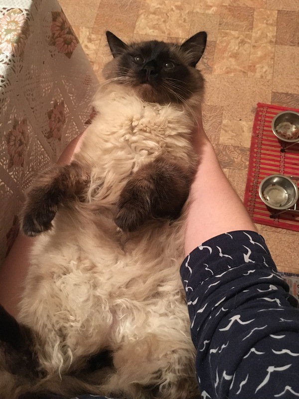 Пассивный жирокот