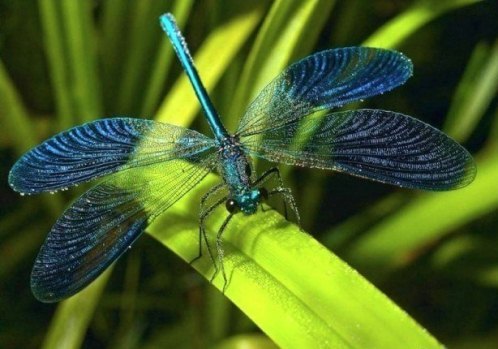 Lexx - Nostalgia for Brunnen-G and lots of dragonflies - Lexx, Dragonfly, beauty, Insects, Nature, League of biologists, The photo, Longpost