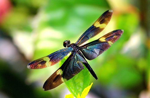 Lexx - Nostalgia for Brunnen-G and lots of dragonflies - Lexx, Dragonfly, beauty, Insects, Nature, League of biologists, The photo, Longpost