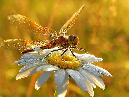 Lexx - Nostalgia for Brunnen-G and lots of dragonflies - Lexx, Dragonfly, beauty, Insects, Nature, League of biologists, The photo, Longpost