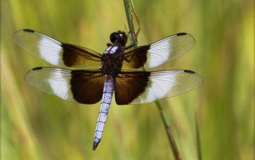 Lexx - Nostalgia for Brunnen-G and lots of dragonflies - Lexx, Dragonfly, beauty, Insects, Nature, League of biologists, The photo, Longpost