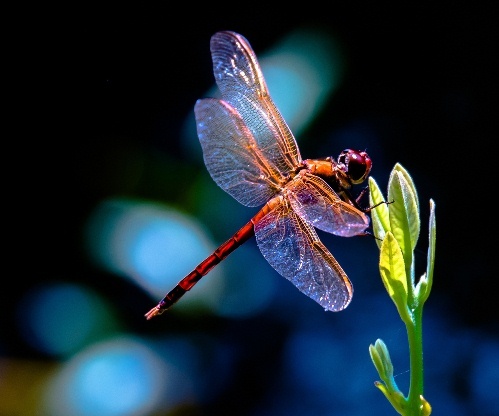 Lexx - Nostalgia for Brunnen-G and lots of dragonflies - Lexx, Dragonfly, beauty, Insects, Nature, League of biologists, The photo, Longpost