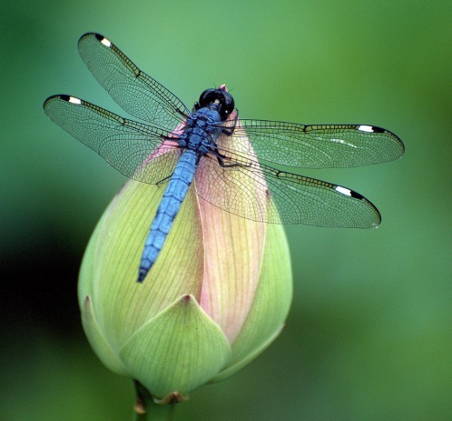 Lexx - Nostalgia for Brunnen-G and lots of dragonflies - Lexx, Dragonfly, beauty, Insects, Nature, League of biologists, The photo, Longpost