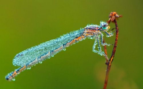 Lexx - Nostalgia for Brunnen-G and lots of dragonflies - Lexx, Dragonfly, beauty, Insects, Nature, League of biologists, The photo, Longpost