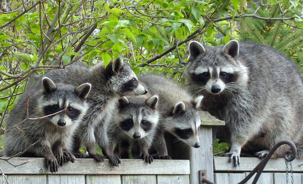 raccoon family - Raccoon, , Family