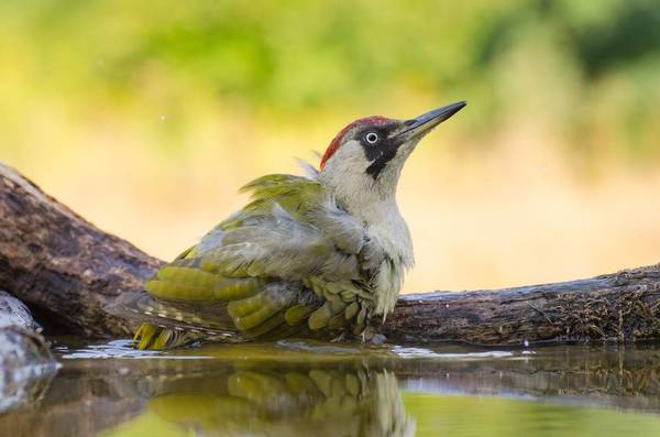 Green Woodpecker - , Woodpeckers, Green Woodpecker, Longpost