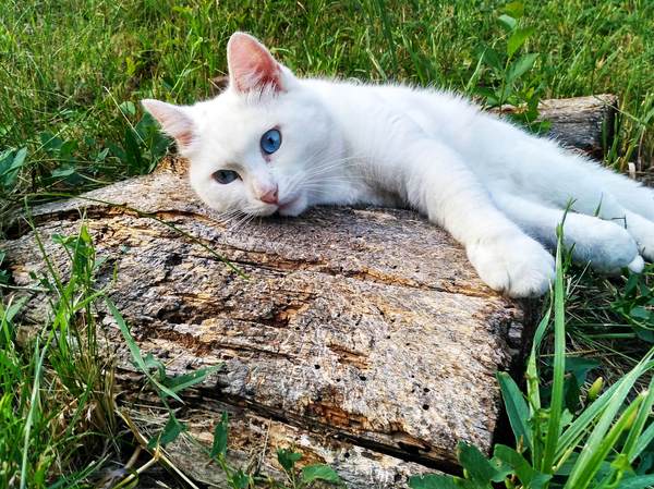 Favorite stump - Pets, Donetsk, Xiaomi, Animals, Pet, cat, My