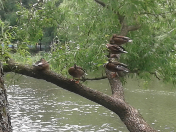 Ducks on a tree - My, Duck, Tree, Pond, The park