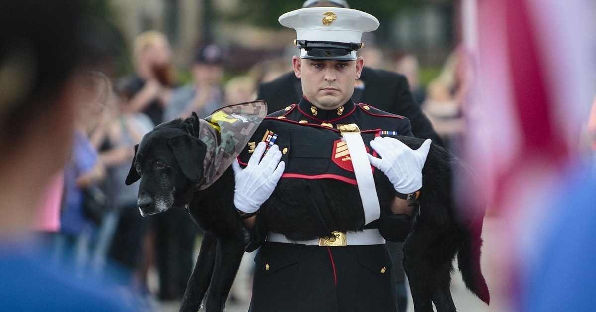 Black Dog Sailor