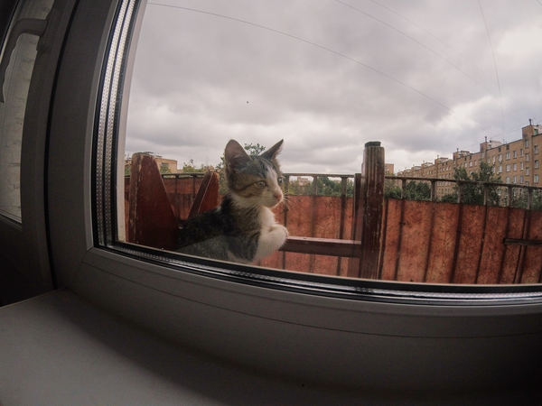 Ну, кто меня заберёт?! Попытка 2