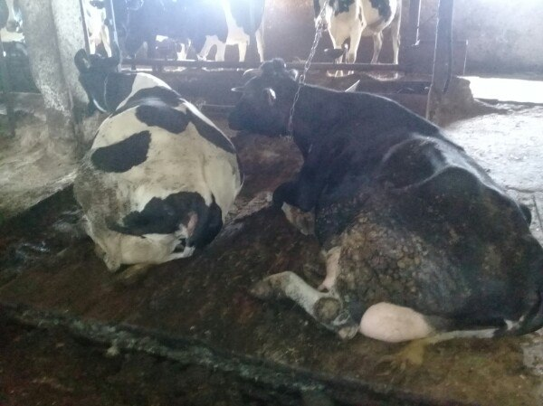 Keeping animals in a barn, Novgorod region, Batetsky district. - My, Cattle, Barnyard, Cow, Sovkhoz, Novgorod region, Longpost