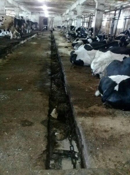 Keeping animals in a barn, Novgorod region, Batetsky district. - My, Cattle, Barnyard, Cow, Sovkhoz, Novgorod region, Longpost