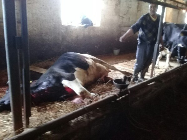 Keeping animals in a barn, Novgorod region, Batetsky district. - My, Cattle, Barnyard, Cow, Sovkhoz, Novgorod region, Longpost