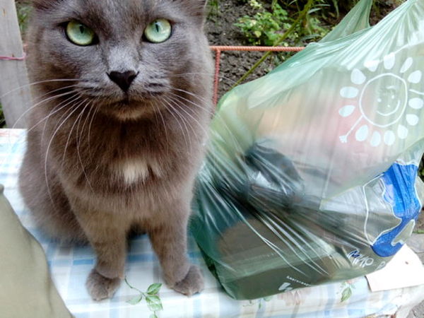 This look... - My, cat, Catomafia