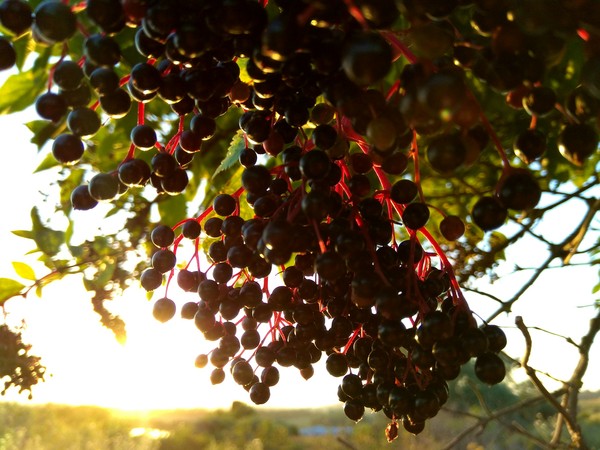 Elderberry at sunset - The photo, beauty