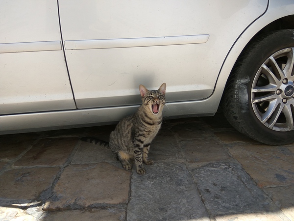 Котейку вам в Африке - Моё, Кот жара, Сон, Кот