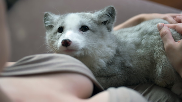 We domesticate the fox - My, Arctic fox, Animals, Russia, cat, Dog, Longpost