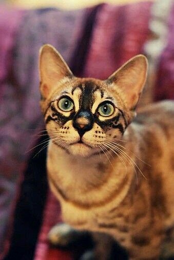 Unusual color - cat, Gorgeous