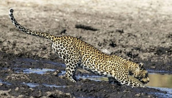 He hit his muzzle in the dirt, but came out the winner in the fight with the fish - Animals, Leopard, The photo, Longpost